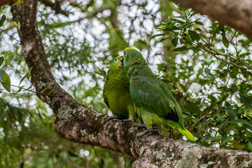 Beso de loros