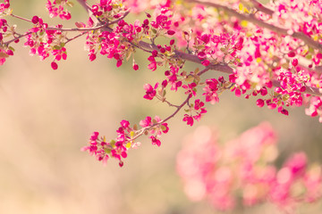 Tree flowers spring blossom