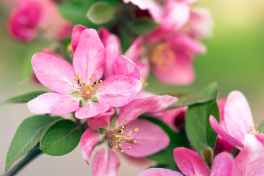 Pink tree flowers spring blossom