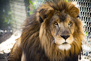 Obraz premium Lew