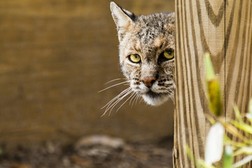Bobcat peeking around corner