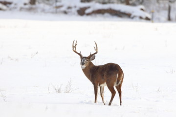 Winter Whitetail