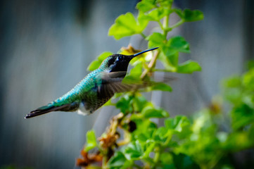 Hummingbird