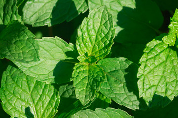 Fototapeta na wymiar Green Mint leaves in garden 