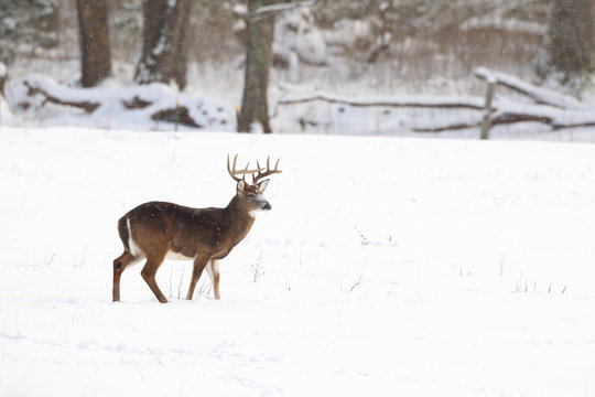 Fototapeta Whitetail in winter