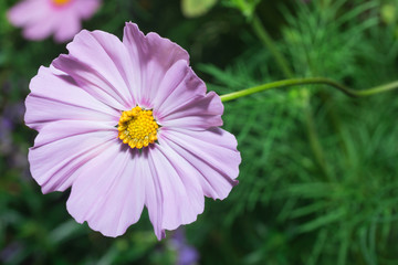 Cosmos Flower Blooming in garden	
