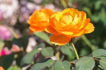 Orange rose flower 
