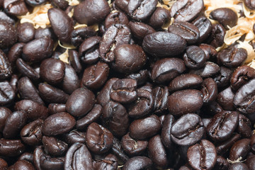 coffee seed
