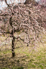 梅の花　満開