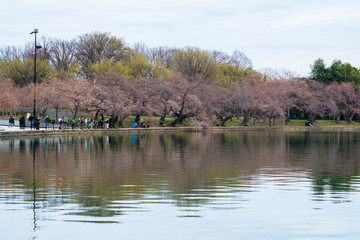 Fototapeta na wymiar Cherry blossoms along the Tidal Basin, in Washington, DC.