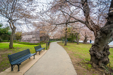 Cherry blossoms and a walkway in Washington, DC.