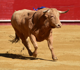 bull