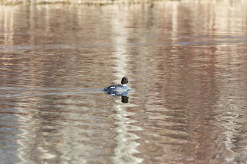 Female Common Goldeneye on pond