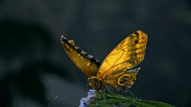 Macro of Giant Owl (Caligo memnon) butterfly sitting on flower and flapping her beautiful wings slowly