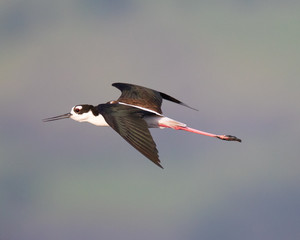 Black-necked stilt flying 