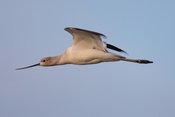 American avocet flying in the warm sunset light 