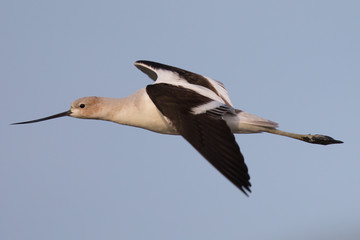 American avocet flying in the warm sunset light 
