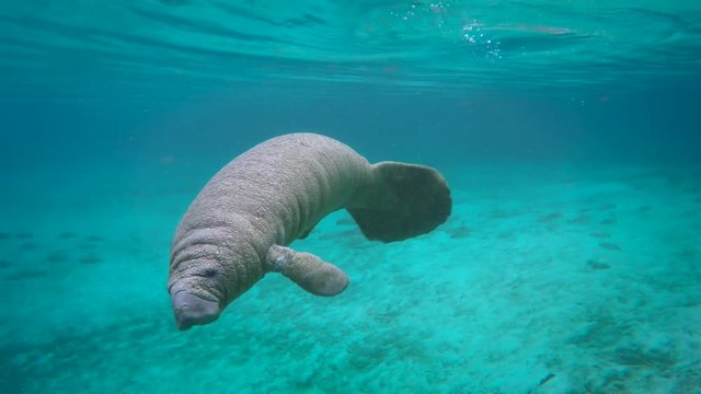 Endangered Florida Manatee (Trichechus manatus latirostris) baby curious plays in Three Sister's Springs (Crystal River, Florida, USA). Warm spring provides refuge from hypothermia in winter months.