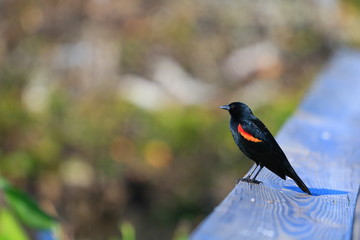 Bird