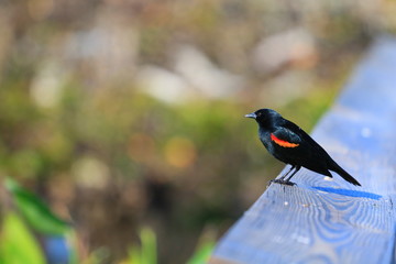 Bird