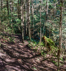 Trail through tall trees in a wet forest Cypress Falls Park British Columbia Canada