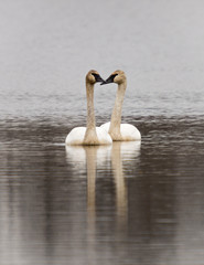 Pair of trumpeter swans on water with reflection