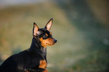 Miniature Pinscher portrait against stone rock