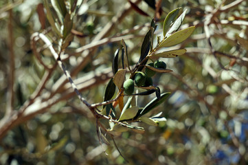 Olives on a tree