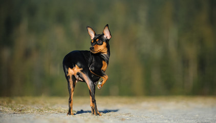 Miniature Pinscher dog standing against forest trees