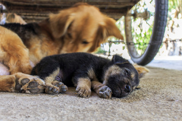  Dog and puppy sleeping with soft-focus in the background. over light 