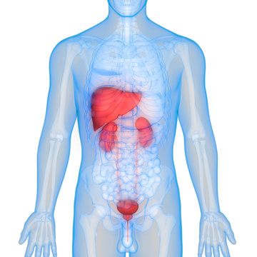 Human Body Organs Anatomy (Liver with Kidneys)