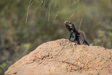 Lizard