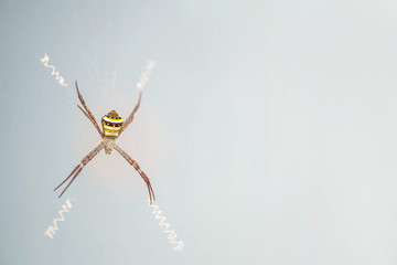 Closeup colorful spider on cobweb on blurred glass textured background with copy space