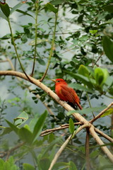 Robin