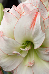Fototapeta na wymiar Amaryllis at The Keukenhof, Dutch Public Spring Flowers Garden, Lisse, Zuid Holland, NLD