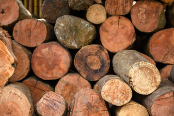 Pile of wood logs with the concentric year rings
