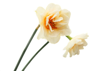 Naklejka na ściany i meble Daffodil flower isolated