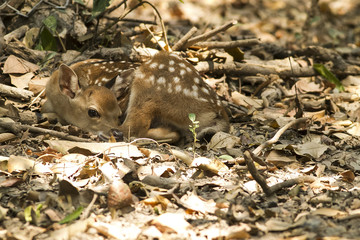 Young deer