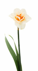 Daffodil flower isolated