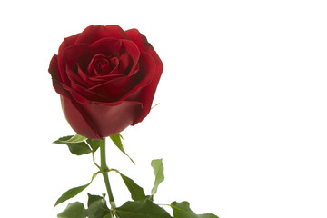 beautiful red rose flower