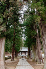 pine tree path