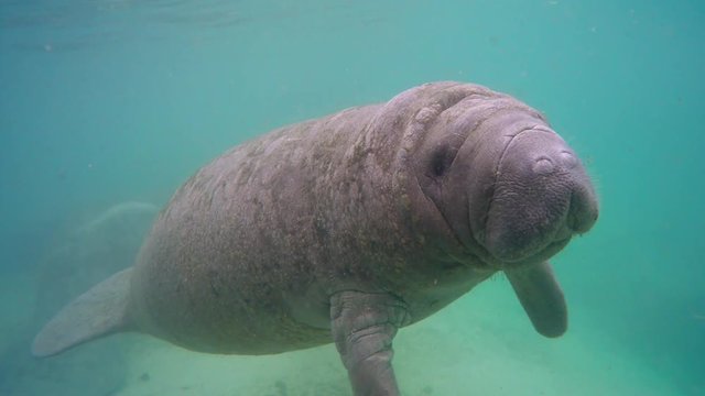 Endangered Florida Manatee (Trichechus manatus latirostris) baby kisses camera in Three Sister's Springs (Crystal River, Florida, USA). Warm spring provides refuge from hypothermia in winter months.