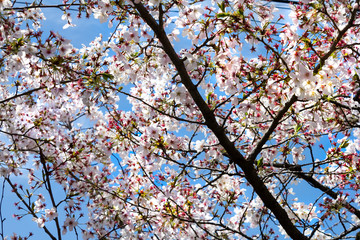 Cherry (Sakura) Blossoms in Japan