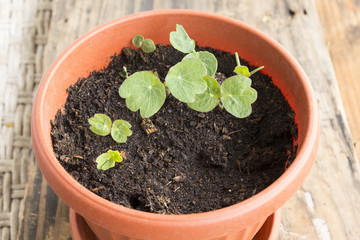 Young Nasturtium Plant