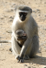 St Lucia Hluhluwe Mfolozi South Africa