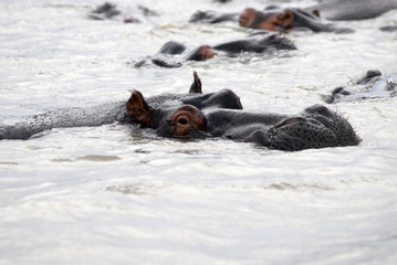 Fototapeta premium St Lucia Hluhluwe Mfolozi South Africa
