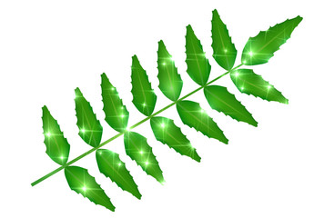 新緑　木　葉　アイコン