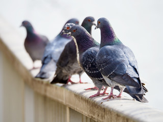 pigeon
