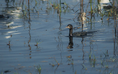Black Cormorant Swim