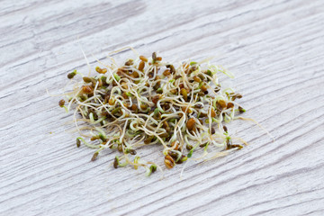 Fresh broccoli sprouts